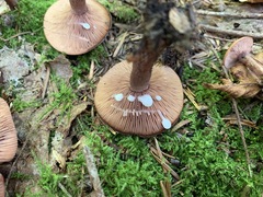 Lactarius camphoratus