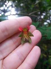 Tropaeolum pentaphyllum