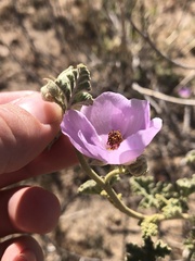 Sphaeralcea ambigua rosacea