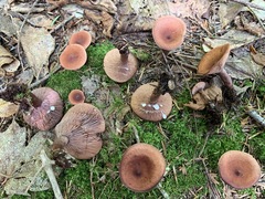 Lactarius camphoratus