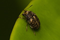 Araecerus