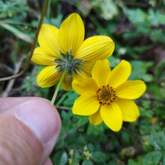 Bidens triplinervia