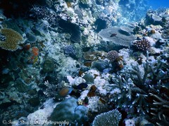 Centropyge bispinosa