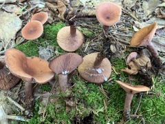Lactarius camphoratus