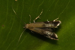 Anacampsis