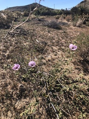Sphaeralcea ambigua rosacea