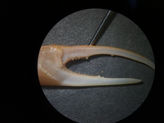 Leptuca stenodactylus