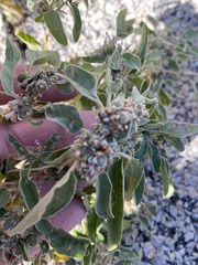 Croton