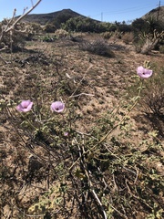 Sphaeralcea ambigua rosacea