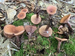 Lactarius camphoratus