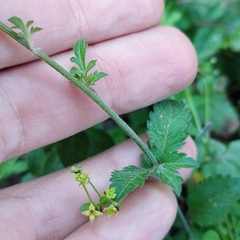 Bidens triplinervia