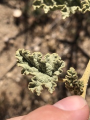 Sphaeralcea ambigua rosacea