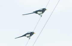 Pica nuttalli