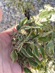 Croton