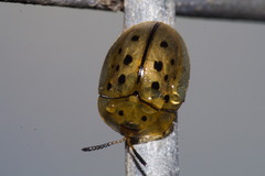 Cistudinella notata