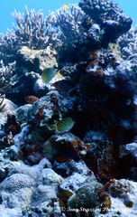 Chaetodon pelewensis
