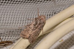 Cryptophasa irrorata