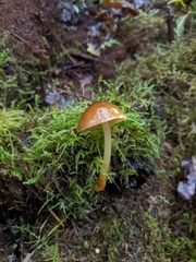 Pluteus romellii