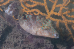 Canthigaster compressa