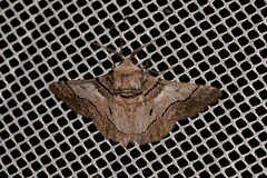 Hypobapta diffundens