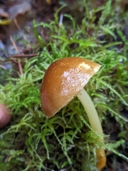 Pluteus romellii