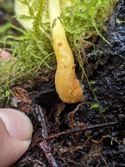 Pluteus romellii