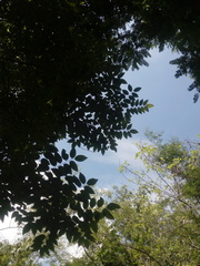 Dalbergia granadillo