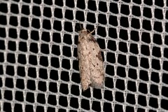 Philobota transversella