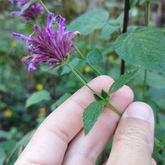 Agastache mexicana