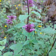 Agastache mexicana