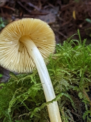 Pluteus romellii