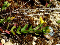 Hypericum humifusum