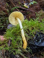 Pluteus romellii