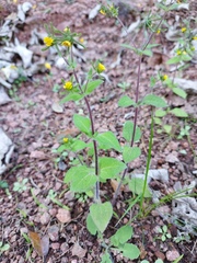 Sigesbeckia jorullensis