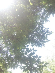 Dalbergia granadillo