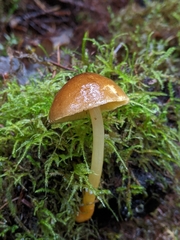 Pluteus romellii