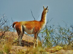 Lama guanicoe