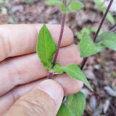 Sigesbeckia jorullensis