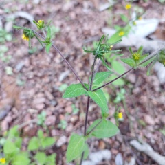 Sigesbeckia jorullensis