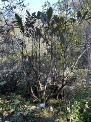 Rhododendron montroseanum
