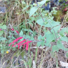Salvia elegans