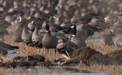 Branta hutchinsii leucopareia