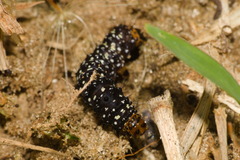Xanthopastis timais