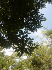 Dalbergia granadillo