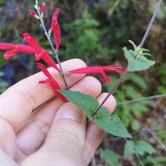 Salvia elegans