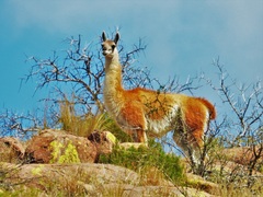 Lama guanicoe