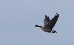 Branta hutchinsii leucopareia