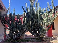 Cereus repandus