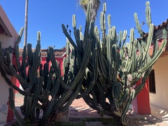 Cereus repandus