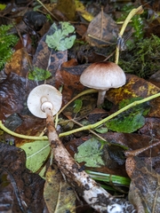 Lepiota cristata